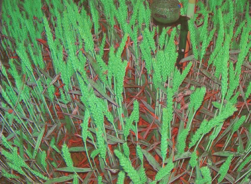 Original wheat field next to 3-colour heatmap classifying sick, healthy and soil pixels