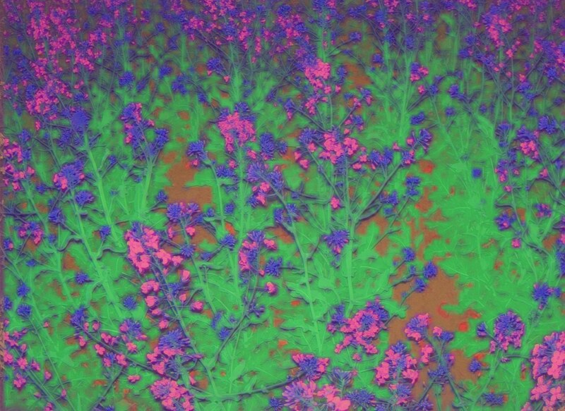 Original rapeseed canopy next to 6-class segmentation map: plant, soil, bud, flower, pod