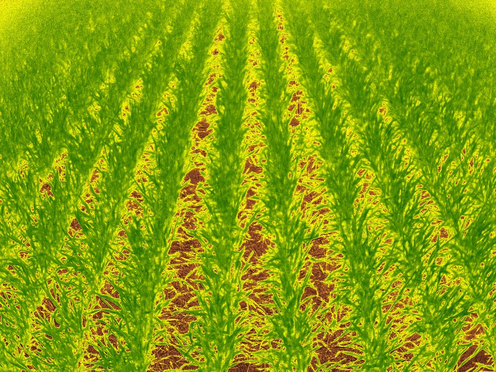 NDVI W04 · Tillering