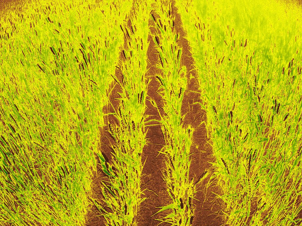 NDVI W18 · Flowering