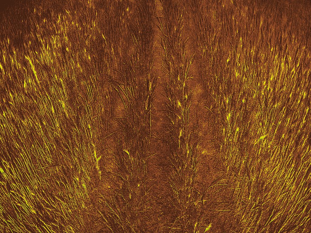 NDVI W26 · Maturity